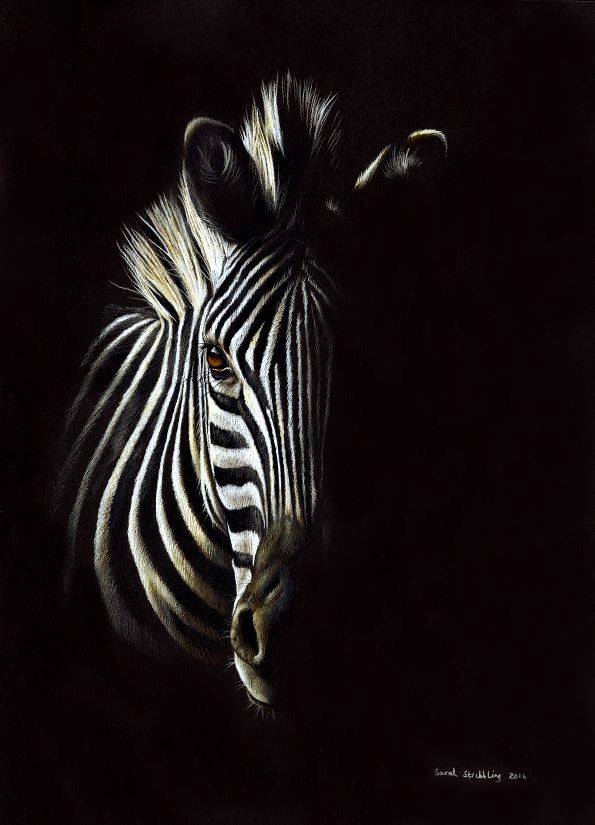 نقاشی های شگفت انگیز حیات وحش روی کاغذ سیاه و سفید توسط سارا استربلینگ